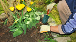 Roundup cancer risk exists for all gardeners