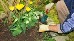 Roundup cancer risk exists for all gardeners