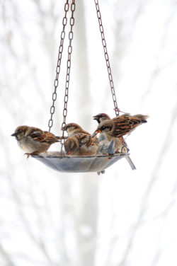Scotts Morning Song Bird Seed