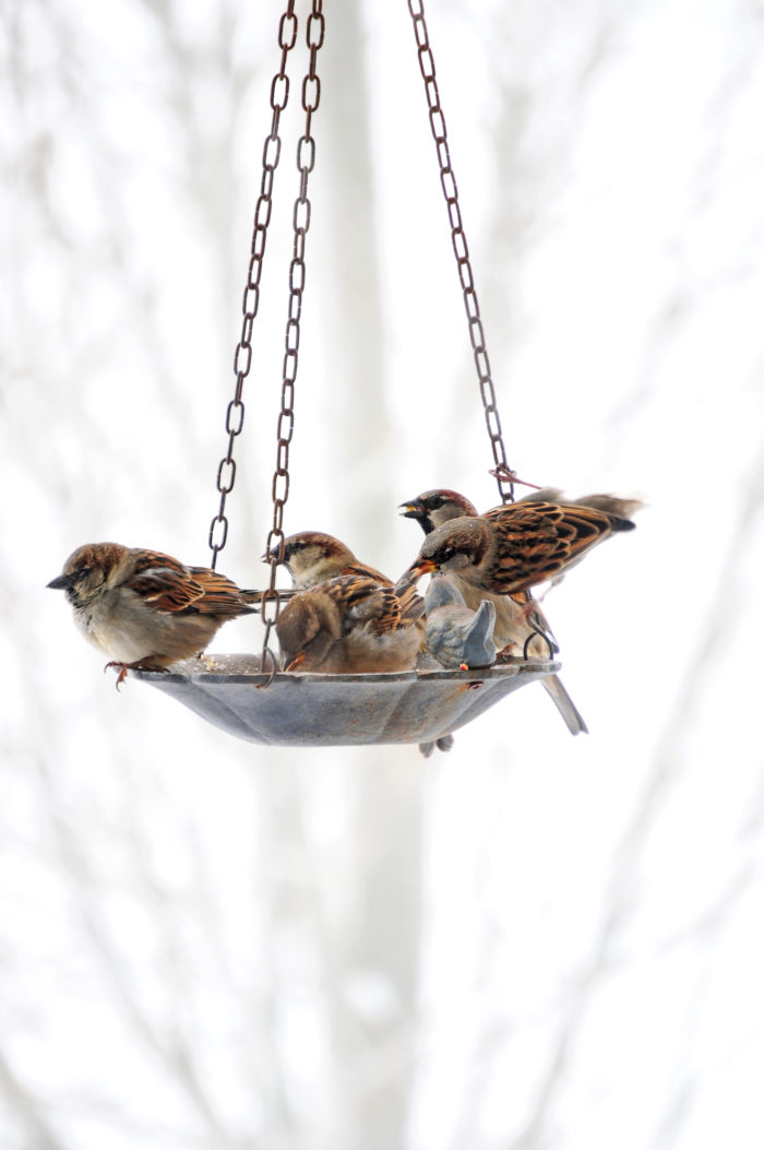Scotts Morning Song Bird Seed