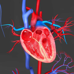 Meridian IVC filter side effects