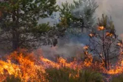 California wildfires