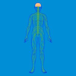 adverse effects of Dilantin include cerebral atrophy