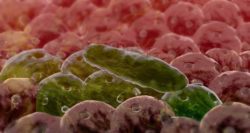 Jennie O ground turkey recall