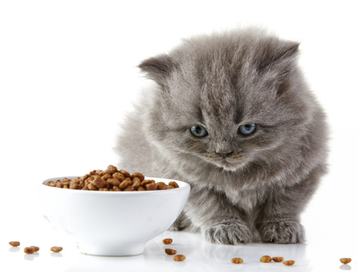 cat eating Acana and Orijen pet food