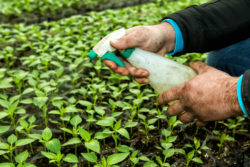 A man's hands are holding a spray bottle over green plants.
