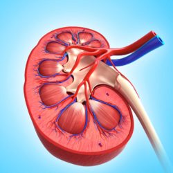 Illustration of human kidney cross section