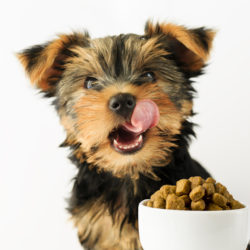 nature's recipe pet food