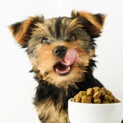 nature's recipe pet food