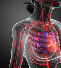 fluoroquinolone antibiotics damage the aorta