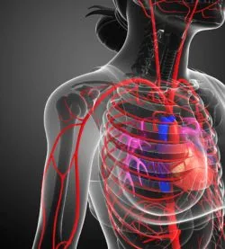 fluoroquinolone antibiotics damage the aorta