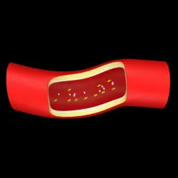 Blood vessel cutaway illustration