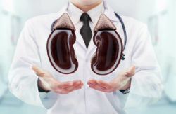 Image of doctor holding kidneys