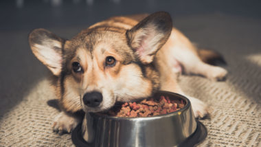 A dog rests her head on her food bowl.