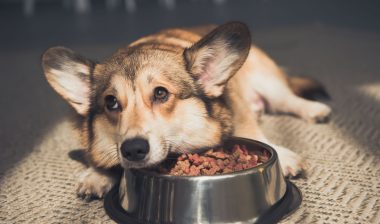 A dog rests her head on her food bowl.