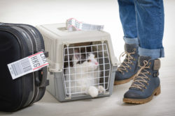 A cat waits in a pet carrier.
