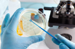 A lab technician prepares a petri dish.