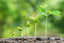 Small green plants growing in soil
