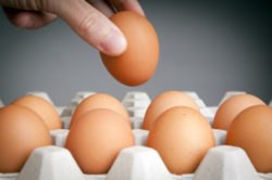 Nellie's free range eggs in carton