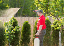 Gardener spraying herbacide