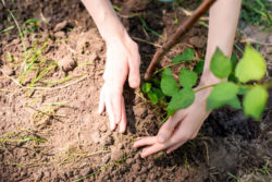 Hands planting a seedling