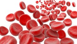 Red blood cells on a white background