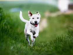 A dog runs in a field.