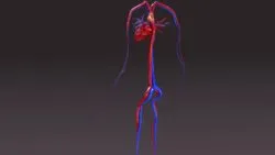 IVC Filter Placement impacts the circulatory system