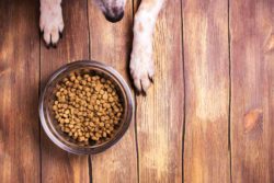Dog with food bowl