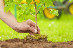 A hand plants a sapling.