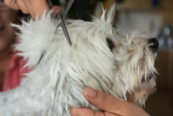 Small dog at groomers