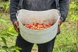 A coffee harvester holds a bucket of beans.