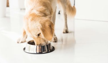 dog-foods
