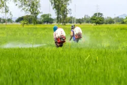 Lawsuits have been filed by users of Roundup weed-killer alleging it causes cancer.