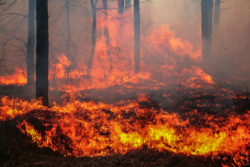 Forest fire