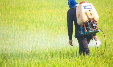 A man sprays crops in a field.