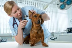 pethealth insurance doctor