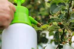 Plants being sprayed with herbicide