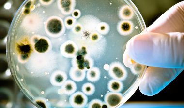 flesh eating bacteria on petri dish