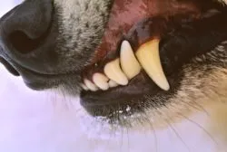 close of up dog growling