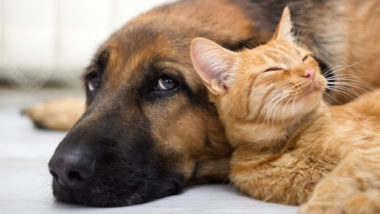 A tabby chills with a German shepherd.