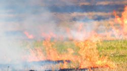 Dr grass field with wild fire