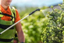 Gardener spraying herbacide