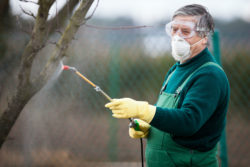 Man spraying weeds must consider glyphosate side effects.