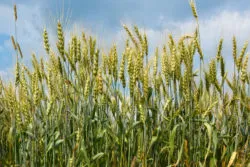 Oats in a field