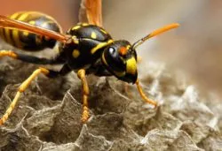 wasp nest starts california fires