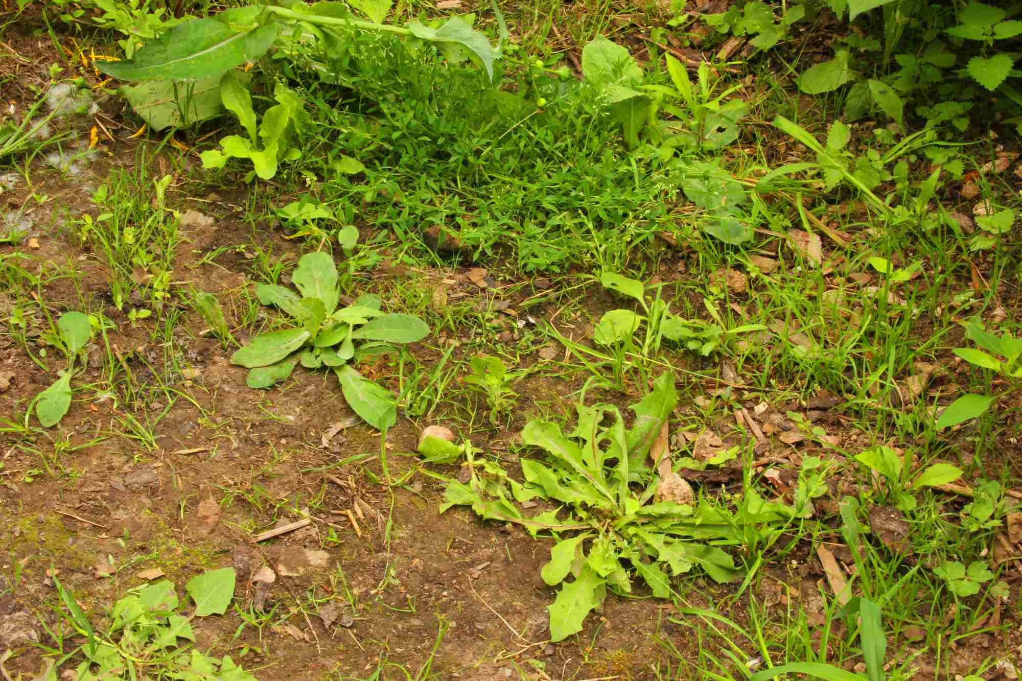 Weeds in a garden