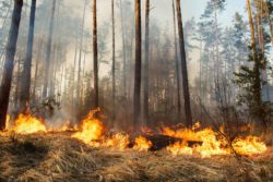 The California fire season has become more dangerous as record-breaking winds and crispy vegetation combine to hinder California fire containment.