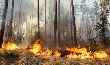 Forest wildfire