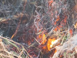 Wildfire in brush